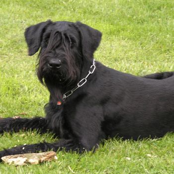 Riesenschnauzerhündin schwarz - Konni vom Paderquell - Lotti
