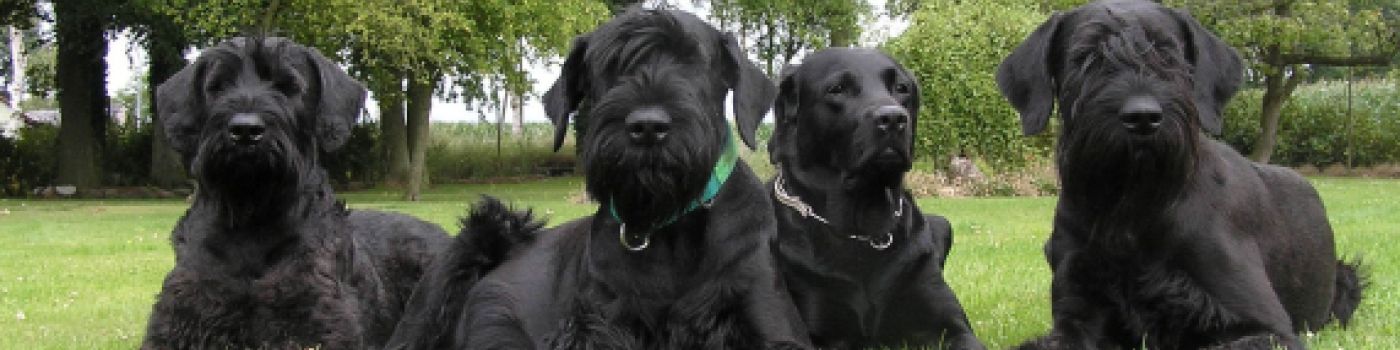 Riesenschnauzer schwarz vom schwedenspeicher all 4 hp