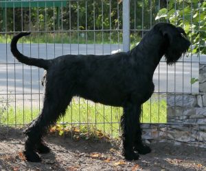 Riesenschnauzer schwarz Zuchthündin Hanuta vom Schwedenspeicher