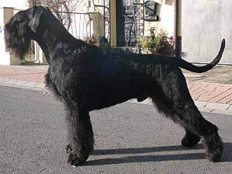 Newcomer Nelson von der Klinger Riesenschnauzer schwarz