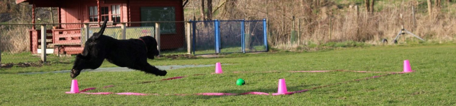 Obedience Training 18 04 08 Riesenschnauzer schwarz Hanuta 019.1