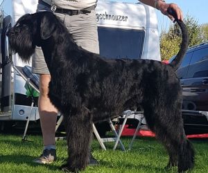 ZIBRIANs Jack Daniels Reisenschnauzer Deckrüde 