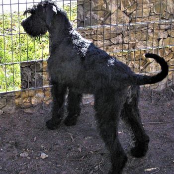 19 02 24 Riesenschnauzer schwarz Hanuta 06.2