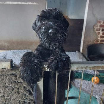 Riesenschnauzer Xuli Nachzucht / Hündin vom Schwedenspeicher vom PSK-Züchter