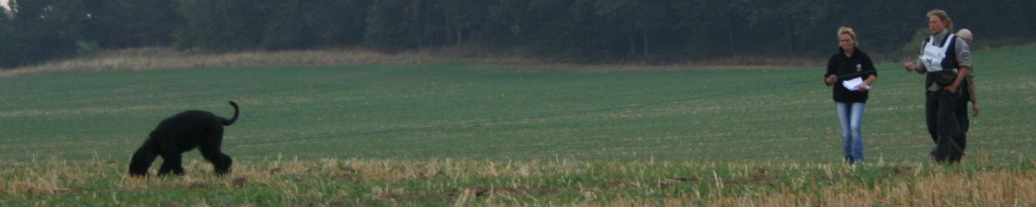 PSK DM - Riesenschnauzer - Fährte