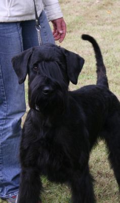Riesenschnauzer Hündin -Birog vom Schwedenspeicher - PSK-Klubsiegerausstellung-Suedoldenburg 2011