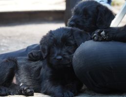 Riesenschnauzerwelpen schwarz vom Schwedenspeicher H Wurf
