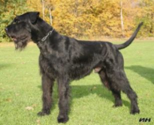 zeus3