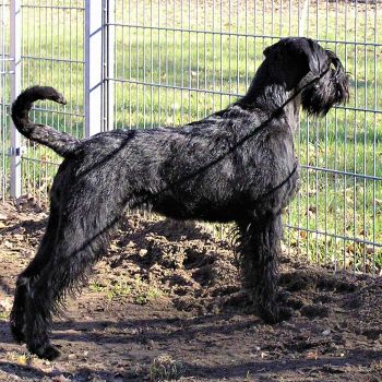 Riesenschnauzerhündin schwarz Groode Deern vom Schwedenspeicher