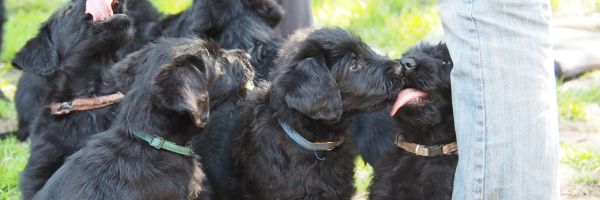 Riesenschnauzer Welpen / Zucht im PSK / Welpenaufzucht / Riesenschnauzer Züchter