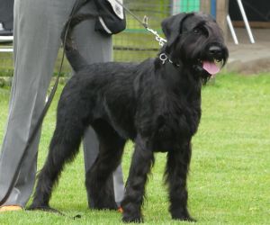 Riesenschnauzer Faizah vom Schwedenspeicher 16 1.2