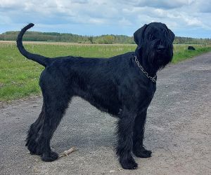 Riesenschnauzer Oernie vom Schwedenspeicher / Zuchthündin