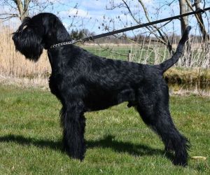 Riesenschnauzer schwarz Deckrüde Zeus von der Ilmenau
