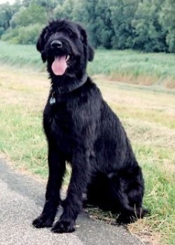 Riesenschnauzer schwarz - Quinta von der Zöllnerkoppel