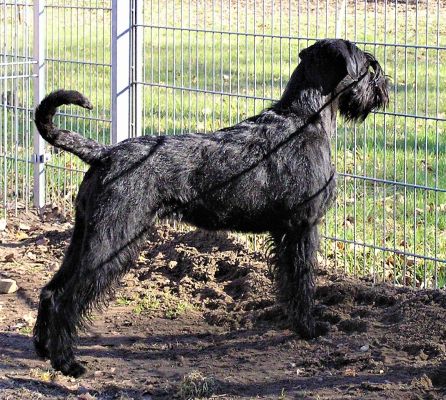 Riesenschnauzerhündin schwarz Groode Deern vom Schwedenspeicher