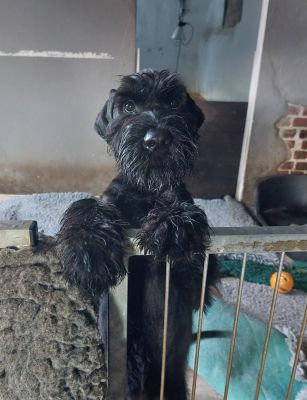 Riesenschnauzer Xuli 4 Monate