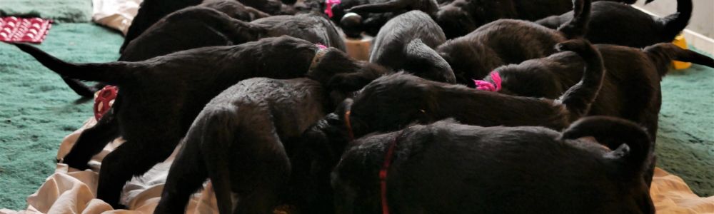 Riesenschnauzer Welpen 6.Woche 01 - NO-Wurf