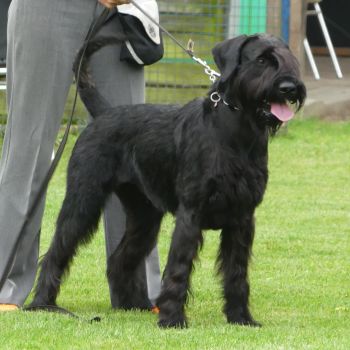Riesenschnauzer Faizah vom Schwedenspeicher 16 1.2