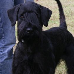Riesenschnauzer Hündin -Birog vom Schwedenspeicher - PSK-Klubsiegerausstellung-Suedoldenburg 2011