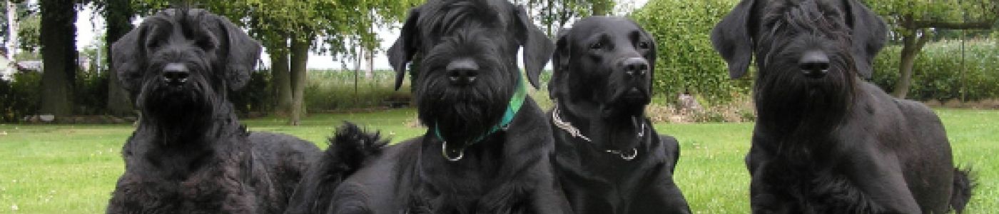 Riesenschnauzer schwarz vom schwedenspeicher all 4 hp