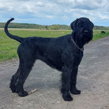 Riesenschnauzer Oernie vom Schwedenspeicher 2024 04 21