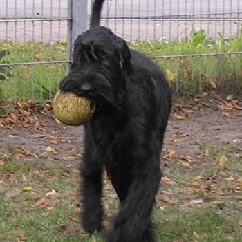 Riesenschnauzer schwarz Doro 3