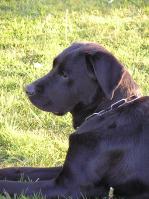 Labradorhündin schwarz - Maggy