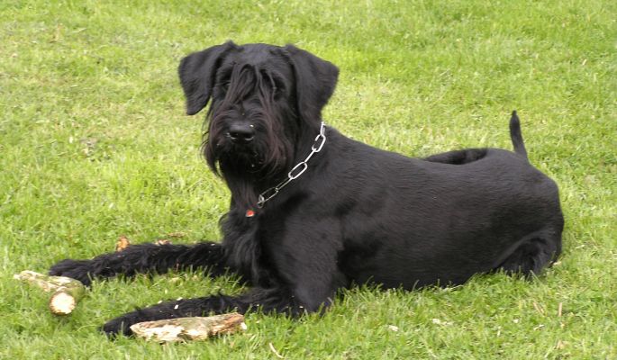 Riesenschnauzerhündin schwarz - Konni vom Paderquell - Lotti