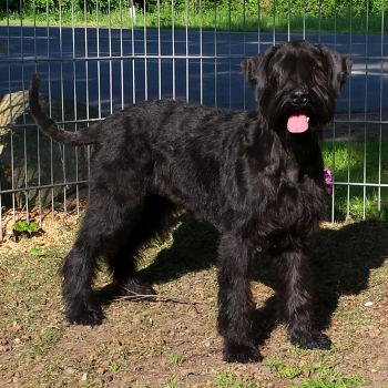 Riesenschnauzer Eine wie Keine vom Schwedenspeicher