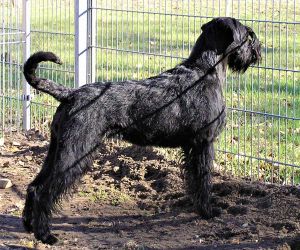 Riesenschnauzerhündin schwarz Groode Deern vom Schwedenspeicher