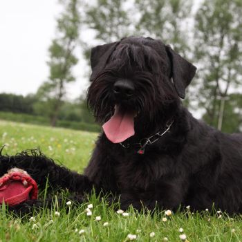 Riesenschnauzer vom Schwedenspeicher Bild 103